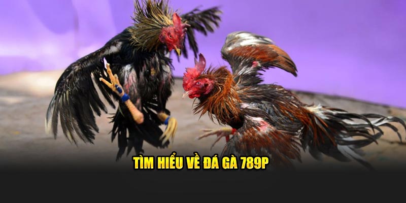 Tìm hiểu về đá gà 789P