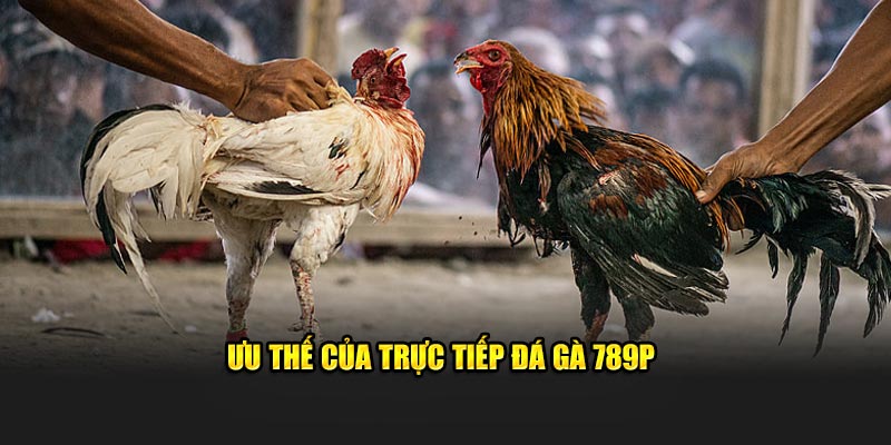 Ưu thế của trực tiếp đá gà 789P